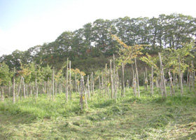 岩手県 西和賀町の活動報告写真