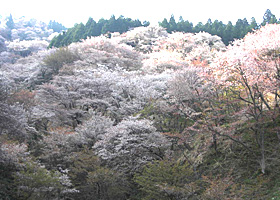 奈良県 吉野町の活動報告写真