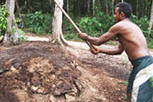 供給した鶏糞堆肥とアリマテウア