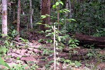 カポールの植林